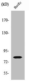 SLC5A3 Antibody