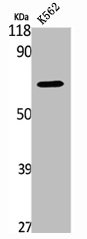 SNX1 Antibody