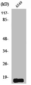 SST Antibody