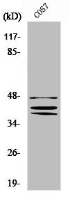 SOX8/SOX9/SOX17/SOX18 Antibody