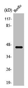 SUPT3H Antibody
