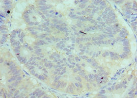 C7 Antibody