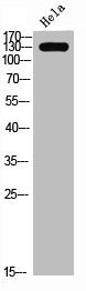SREBF1 Antibody
