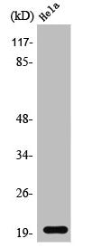 SRSF3 Antibody