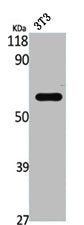 STAM2 Antibody