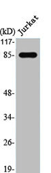 STAT1 Antibody