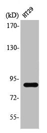 STAT3 Antibody