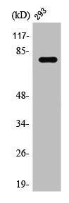 STAT4 Antibody