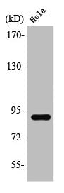STAT5A/STAT5B Antibody