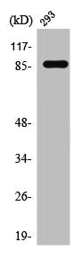 STAT5A Antibody