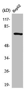 SYK Antibody