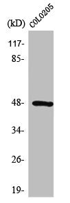 SYT11 Antibody