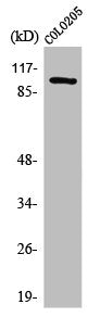SNCAIP Antibody