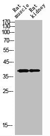 SYP Antibody