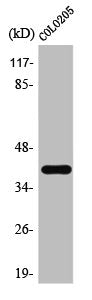 TAAR3 Antibody