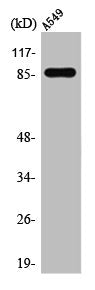 TAF5 Antibody