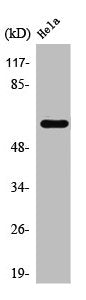 TBC1D3/TBC1D3B/TBC1D3C Antibody