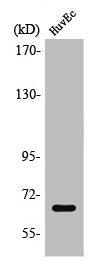 TBX18/TBX15 Antibody