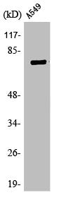 TBX3/TBX2 Antibody