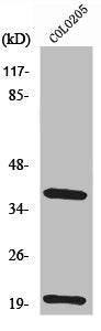TRBC1 Antibody