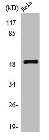 SERINC2 Antibody