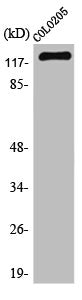 TERT Antibody