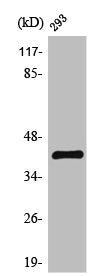 TBP Antibody
