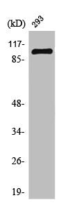 GTF3C3 Antibody
