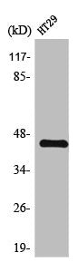 TGFB1 Antibody