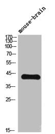 TGFB2 Antibody