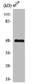 F2R Antibody