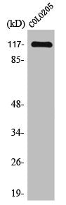 TRIM24 Antibody