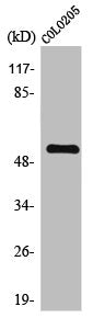TIGD3 Antibody