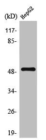 TPH1 Antibody