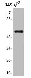 TRAF6 Antibody