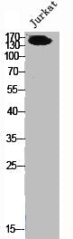MED1 Antibody
