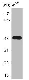 CADM1 Antibody