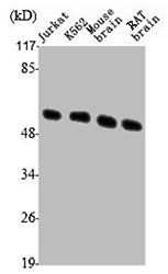 TUBB3 Antibody