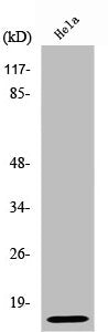 UBB/UBC/RPS27A/UBA52 Antibody