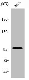UBTF Antibody