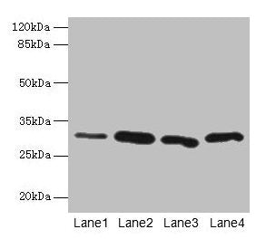 CA3 Antibody