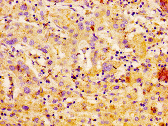 CA4 Antibody