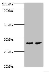 CA8 Antibody