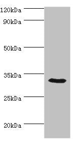 CA8 Antibody