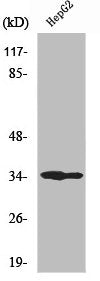 UNG Antibody