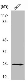 CMPK1 Antibody