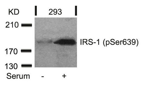 Phospho-IRS1 (Ser639) Antibody