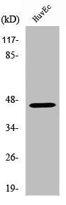 VN1R2 Antibody