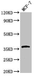 CACNG3 Antibody