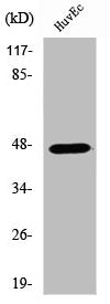 VASP Antibody